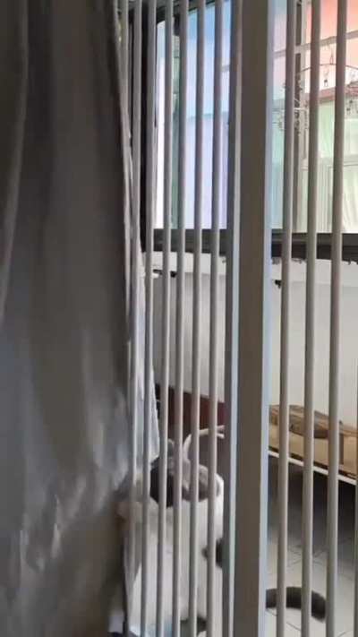 Cat's Jail Break. 