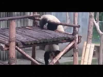You messed with the wrong panda Steve!
