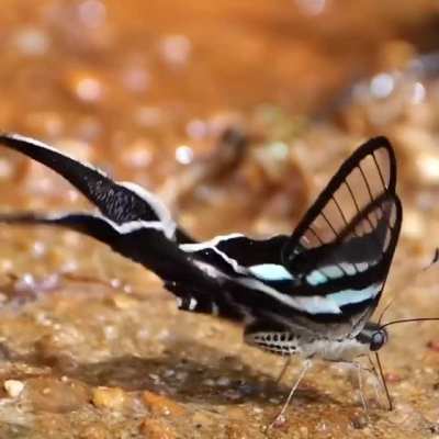 Dragontail Butterfly