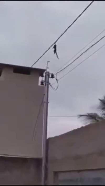 macaco