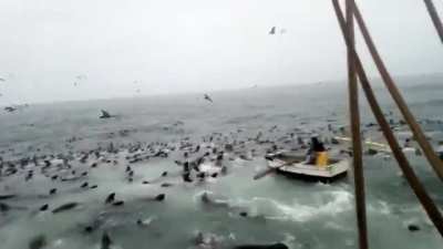 A swarm of sea lions swam into the net and started eating all the fish