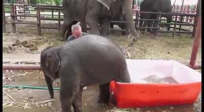 Clumsy baby elephant loves bath time
