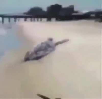 Tortle
