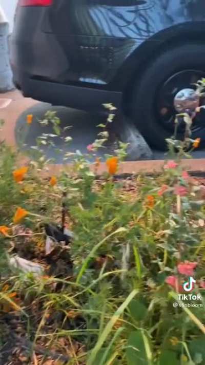 Is it illegal to seed native pollinator wildflowers seeds in your neighborhood?
