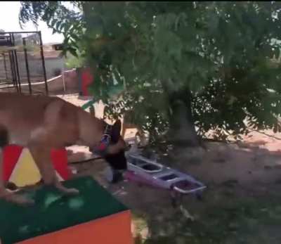 Cão treinado