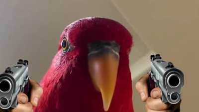 Bird meme yes