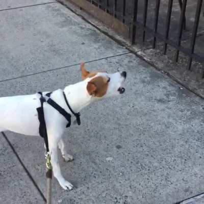 Cachorro jesuita
