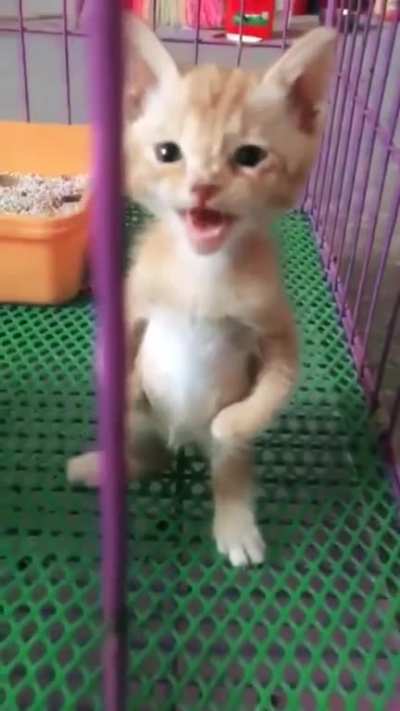 Cat.