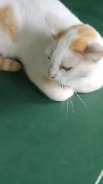 Meooooooooow