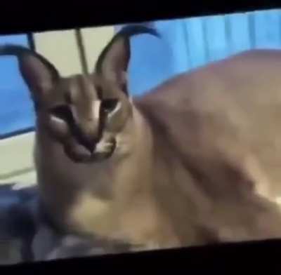 Floppa Friday