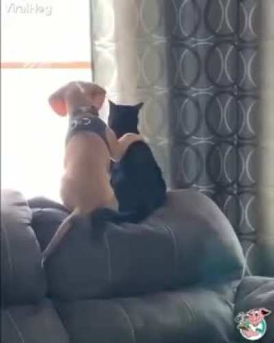 Um vídeo fofo so pra variar