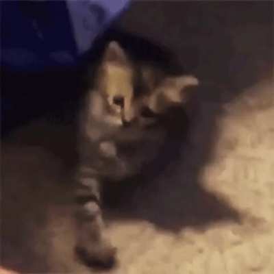 Human Taps Bed, Kitten Taps Back on Floor