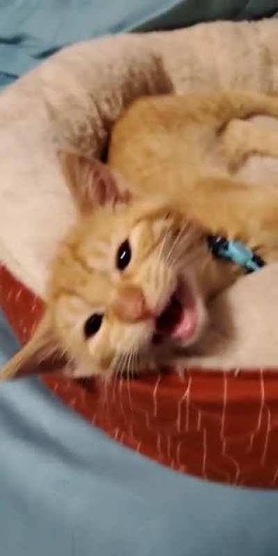 People don't believe me when I tell them that Frumpkin will tell ya all about his day, so here's how his Monday went
