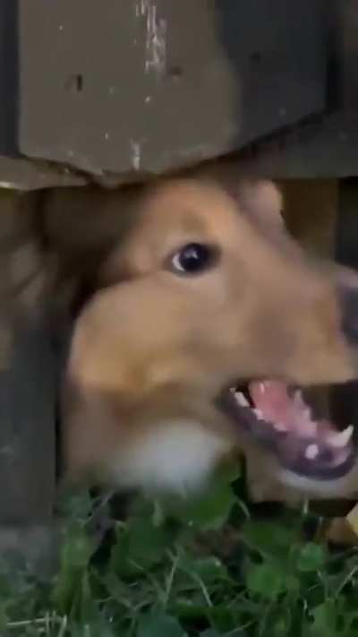 Raaaaaaaawooo