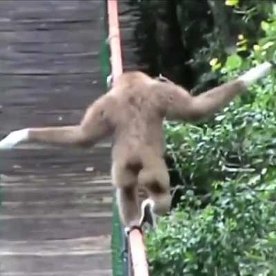Bridge? No. Only for weak human