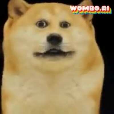 Yellow dog