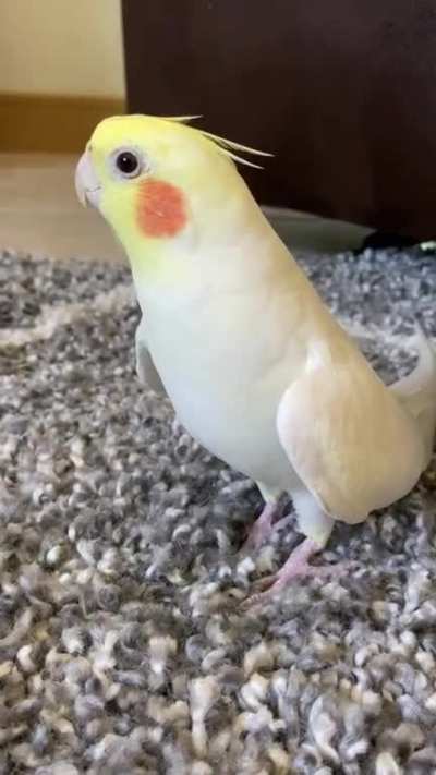 my alarm clock keeps going off telling me that it’s party time, but I can’t find the snooze button