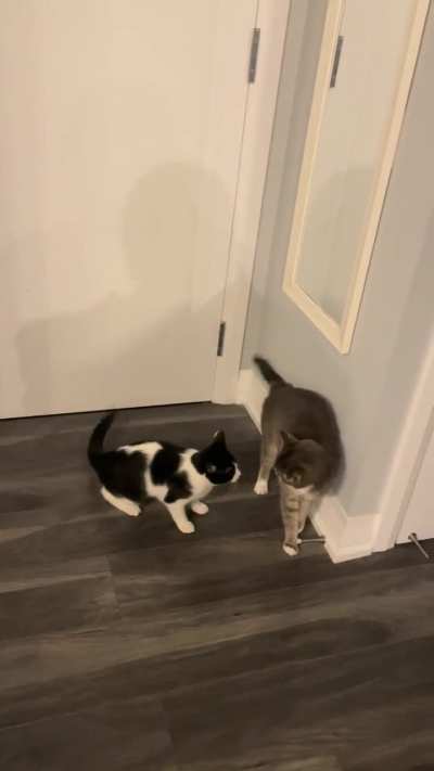 are my cats playing or fighting?