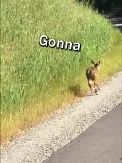 Oh deer