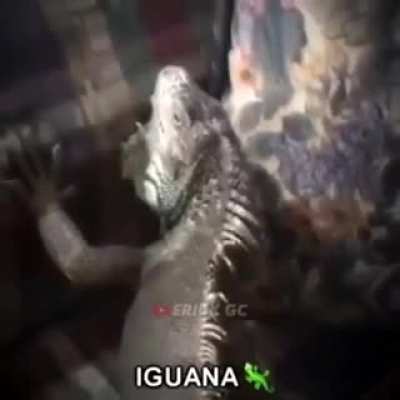What da dog doin🦎