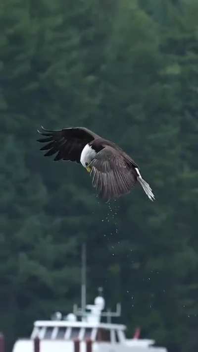 Have you ever seen an eagle grab a fish and eat it live in mid-air?