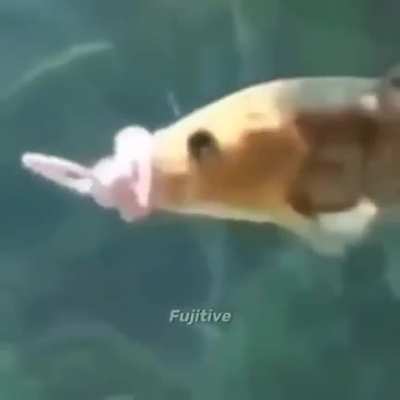 Baby fish