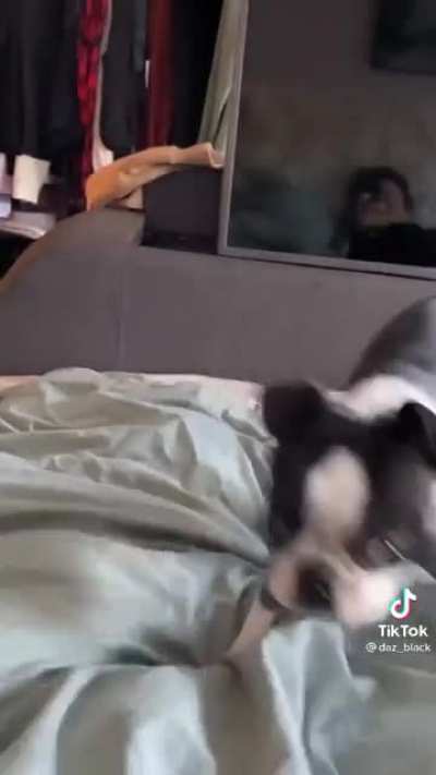 David Attenborough is savagely attacked by a vicious beast.