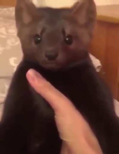 Sable.EXE has stopped working