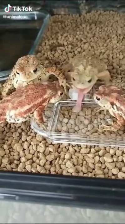 Сань, да ты охуел