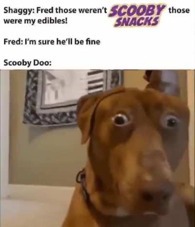 Scooby on the high druggies
