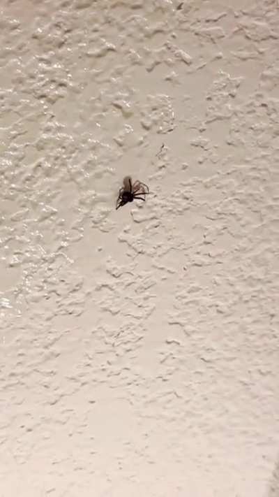 *spider tick hybrid thing barely moves* me: