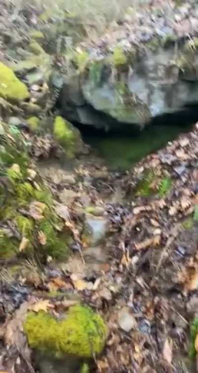 My friend sent me a video of herself exploring the woods around her house.
