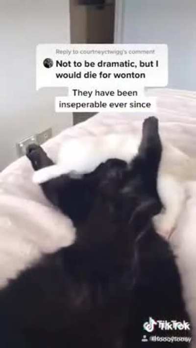 I wanna have what these cats have
