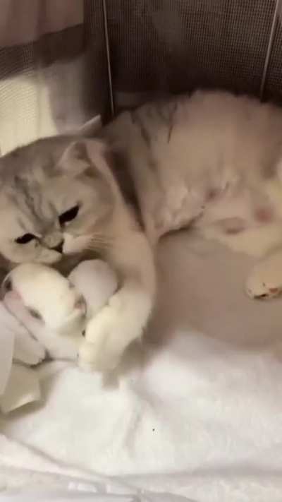 He was born in the morning so he is a very naughty cat