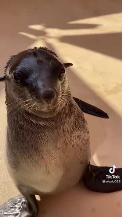 Enjoy this sassy seal