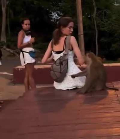 Found my spirit animal.