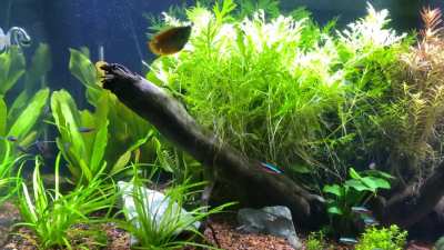 Ordered 5 Boeseman's rainbow-fish online can’t wait to see how they look in this setup!