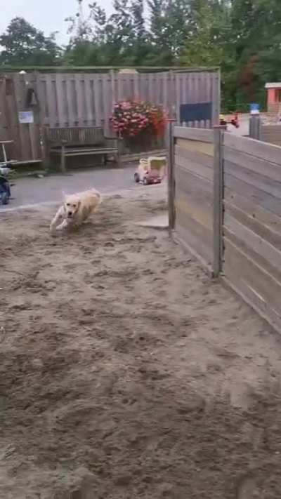 These two buddies playing tag