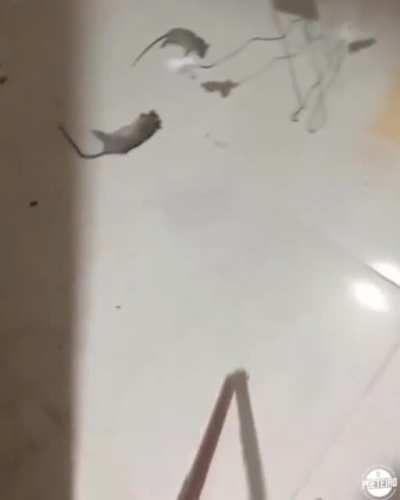 In the video she says how brave she is for killing those rats.