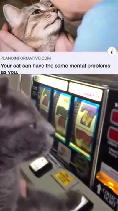 El gato de Eric