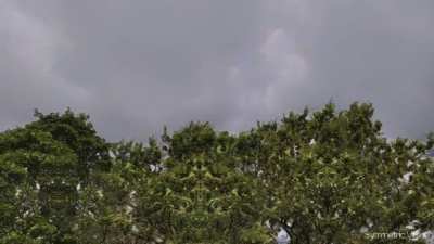 The Trees Have EYES (Psychedelic Visuals)