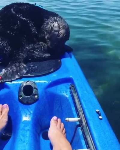 This sea otter just needed a bit of playtime. It happened to be on a kayak.
