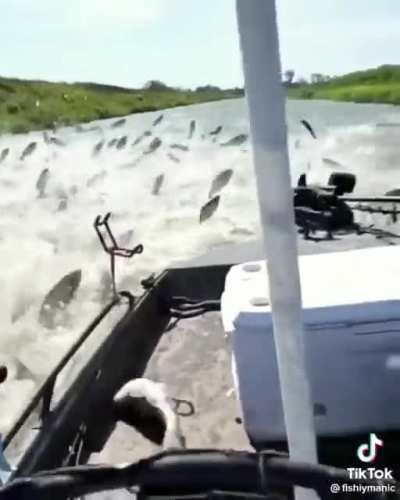 fish mosh