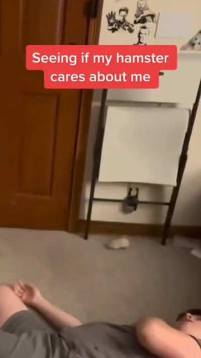 What a loyal hamster !