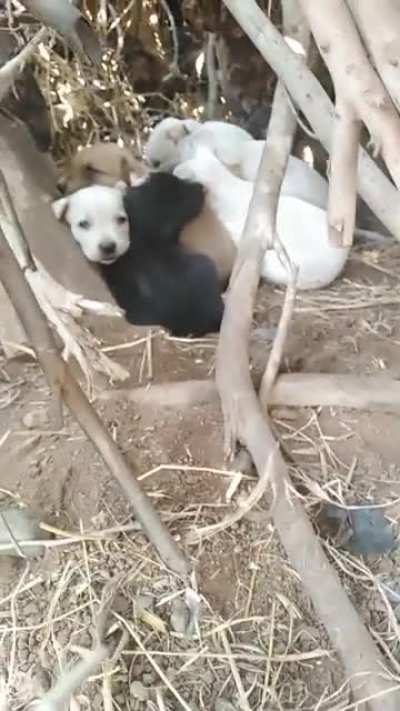 Estos perritos me dieron mucha felicidad, los extraño :(