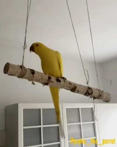 Looney bird