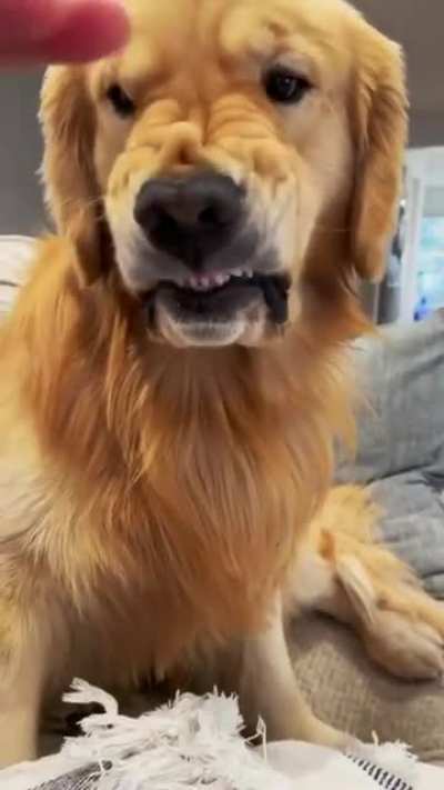 Most vicious bite.