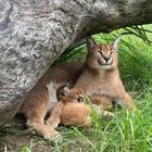 🔥 Yawning