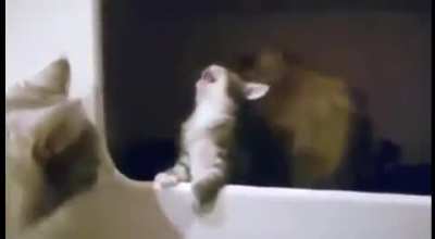 Overly dramatic baby catmew mew mew