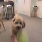 Doggy